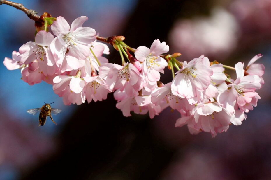 Buzzing for help: ‘Buzz lines’ to help reverse decline of bees in EU