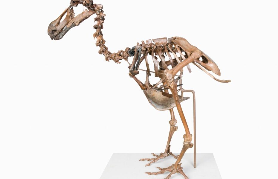 A de-extinction company is trying to resurrect the dodo